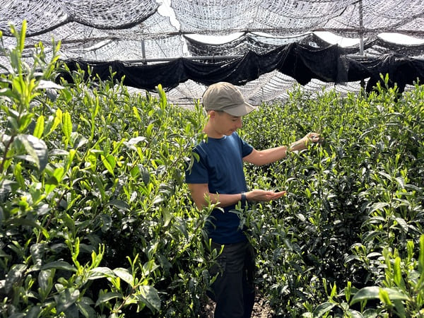Valentin est dans un champ de thé matcha et montre avec sa main la qualité des feuilles d'une plante